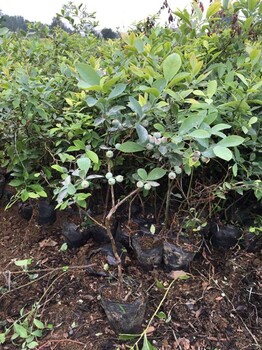 安徽高叢藍莓苗丶高叢藍莓苗價格行情