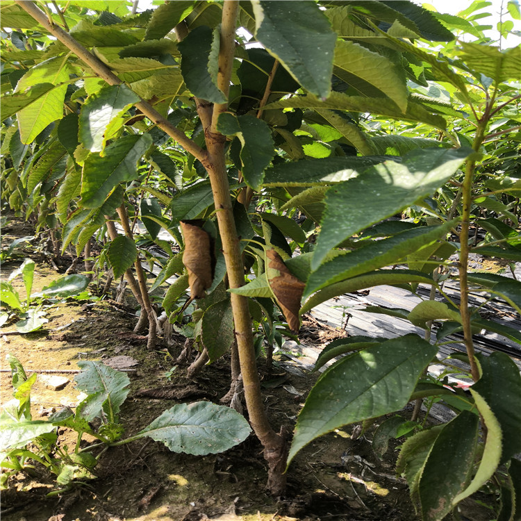 山西櫻桃樹種植