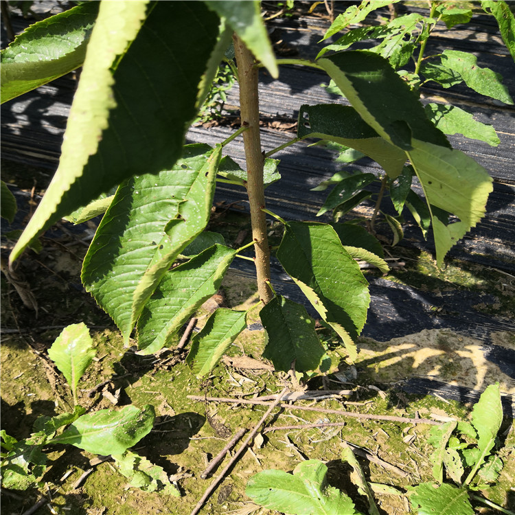 山西櫻桃樹種植