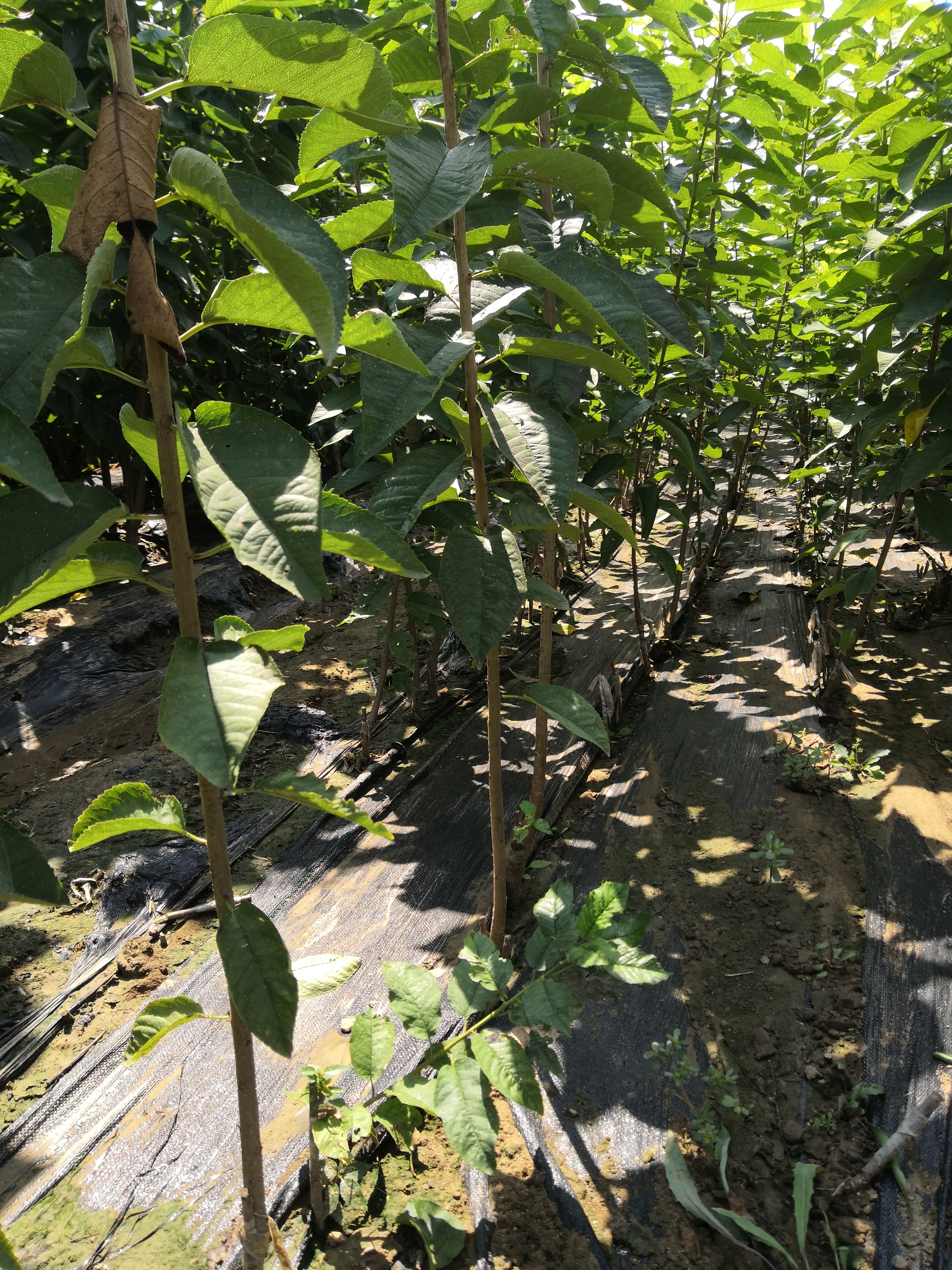櫻桃樹種植