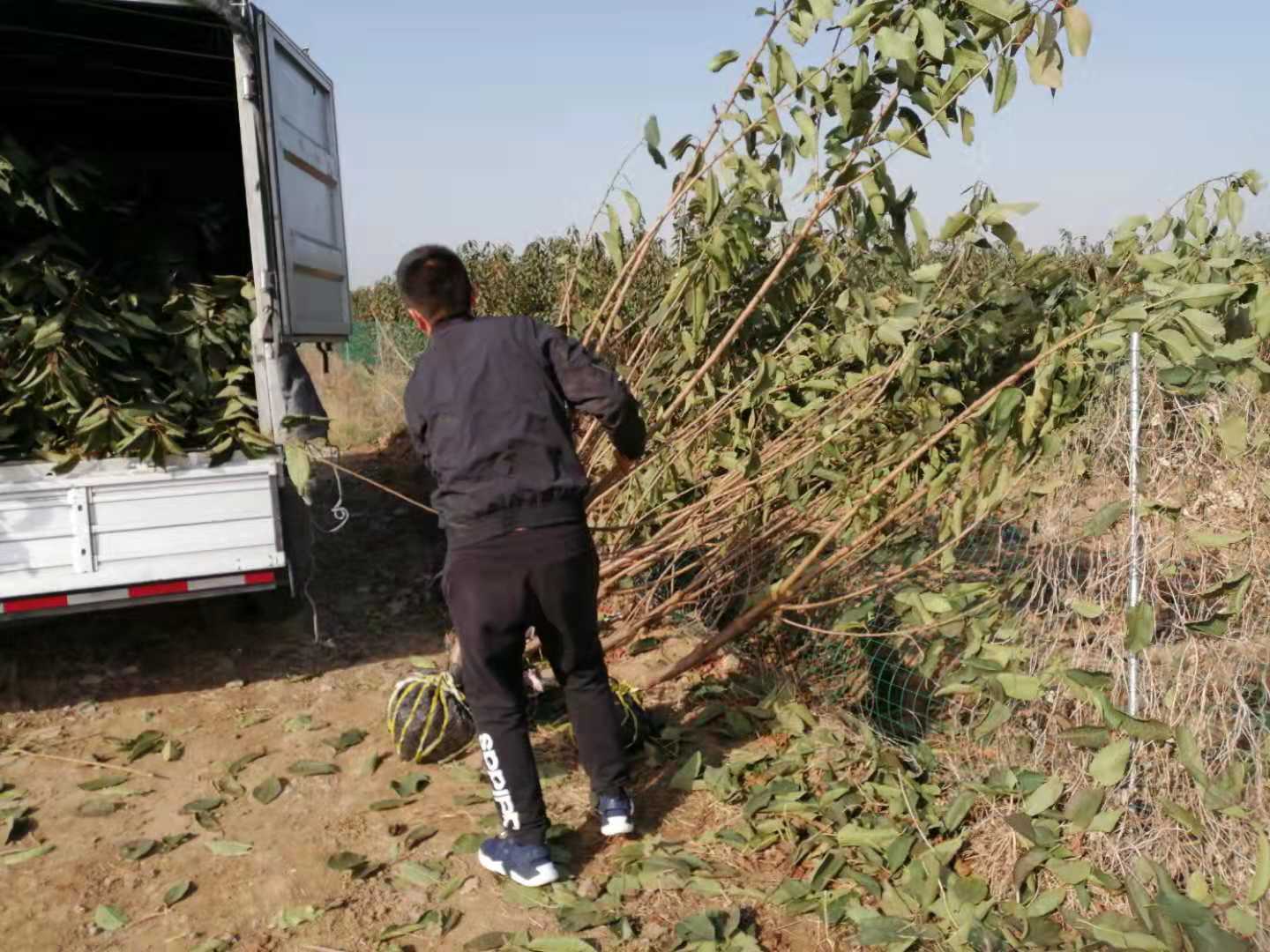 三年 櫻桃樹 種植技術(shù)