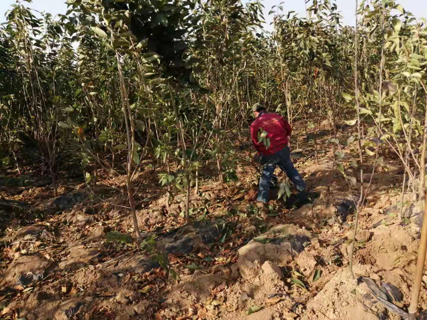三年 櫻桃樹 種植技術(shù)