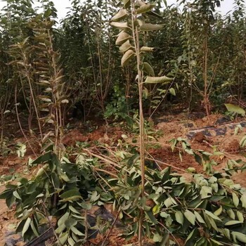 三年櫻桃樹(shù)種植技術(shù)