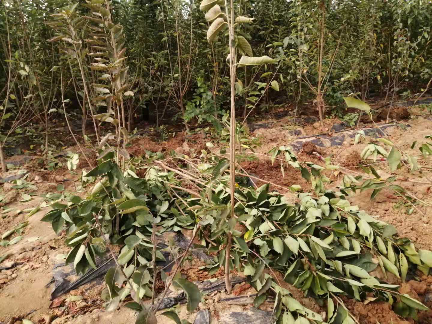 三年 櫻桃樹 種植技術(shù)