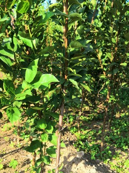 河北李子樹(shù)苗圖片丶6公分李子樹(shù)苗圖片