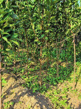 江蘇李子樹(shù)用途丶七公分李子樹(shù)用途