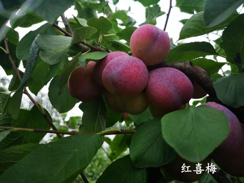 湖南红宝石李子苗种植厂家丶8公分红宝石李子苗种植厂家