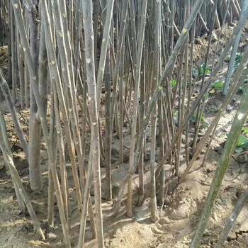2年黑油香椿苗丶2年黑油香椿苗哪里好