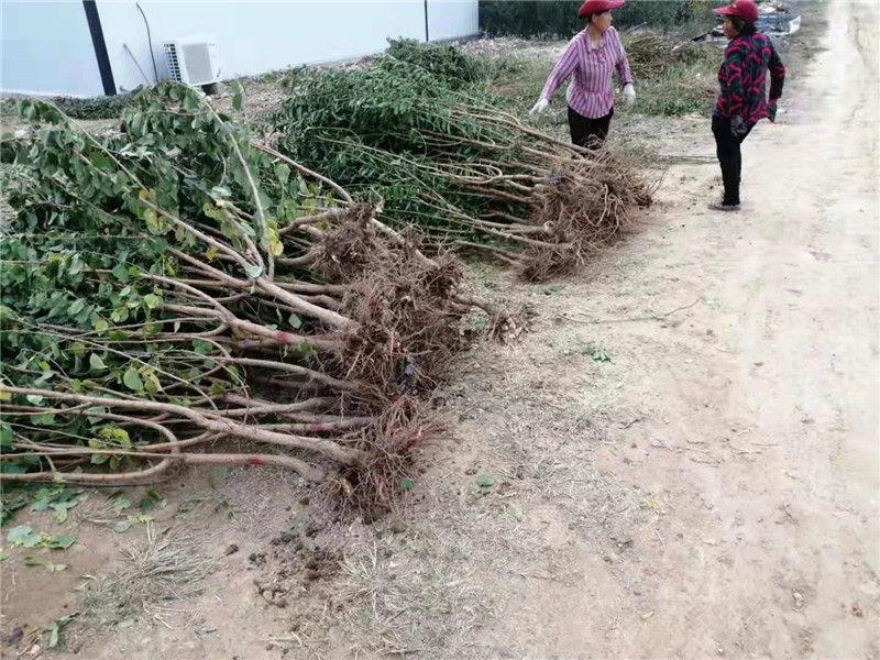 黑色使命无花果苗欢迎洽谈丶1年黑色使命无花果苗