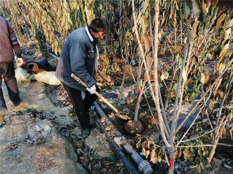 大红地球葡萄苗