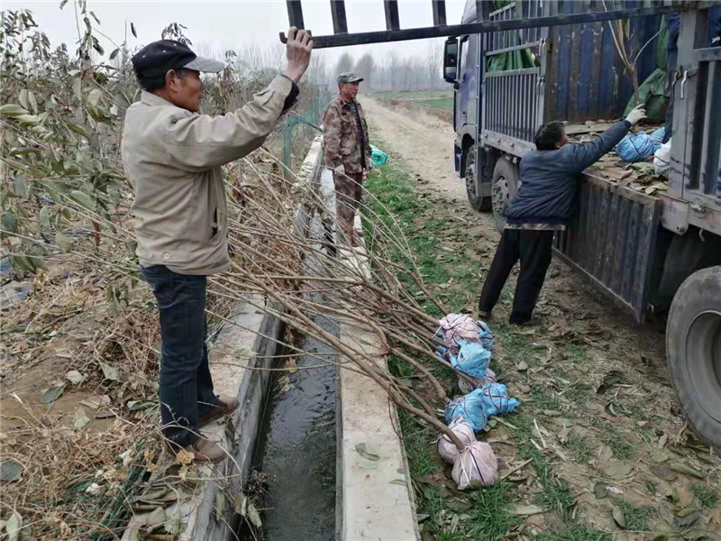 紫色波尔多无花果苗丶二年紫色波尔多无花果苗