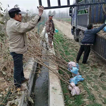 莱格西蓝莓苗市场丶八公分莱格西蓝莓苗