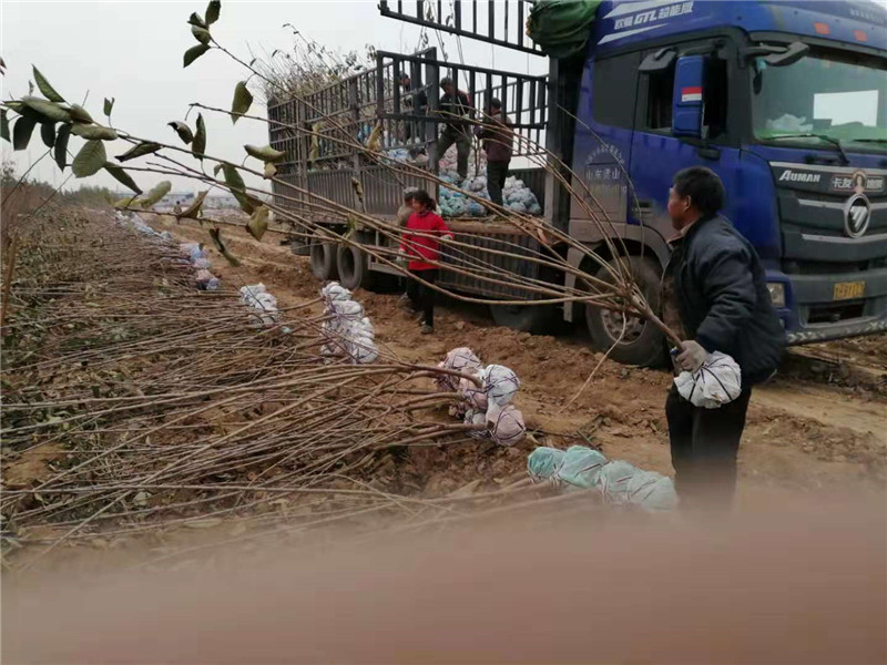 华山梨树苗哪里便宜丶一年华山梨树苗