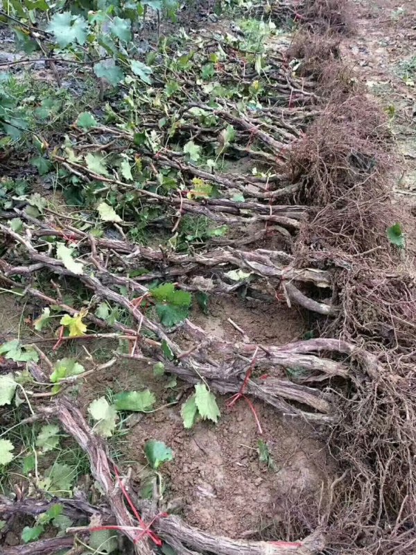 天红蛋石榴苗种植技术丶3年天红蛋石榴苗