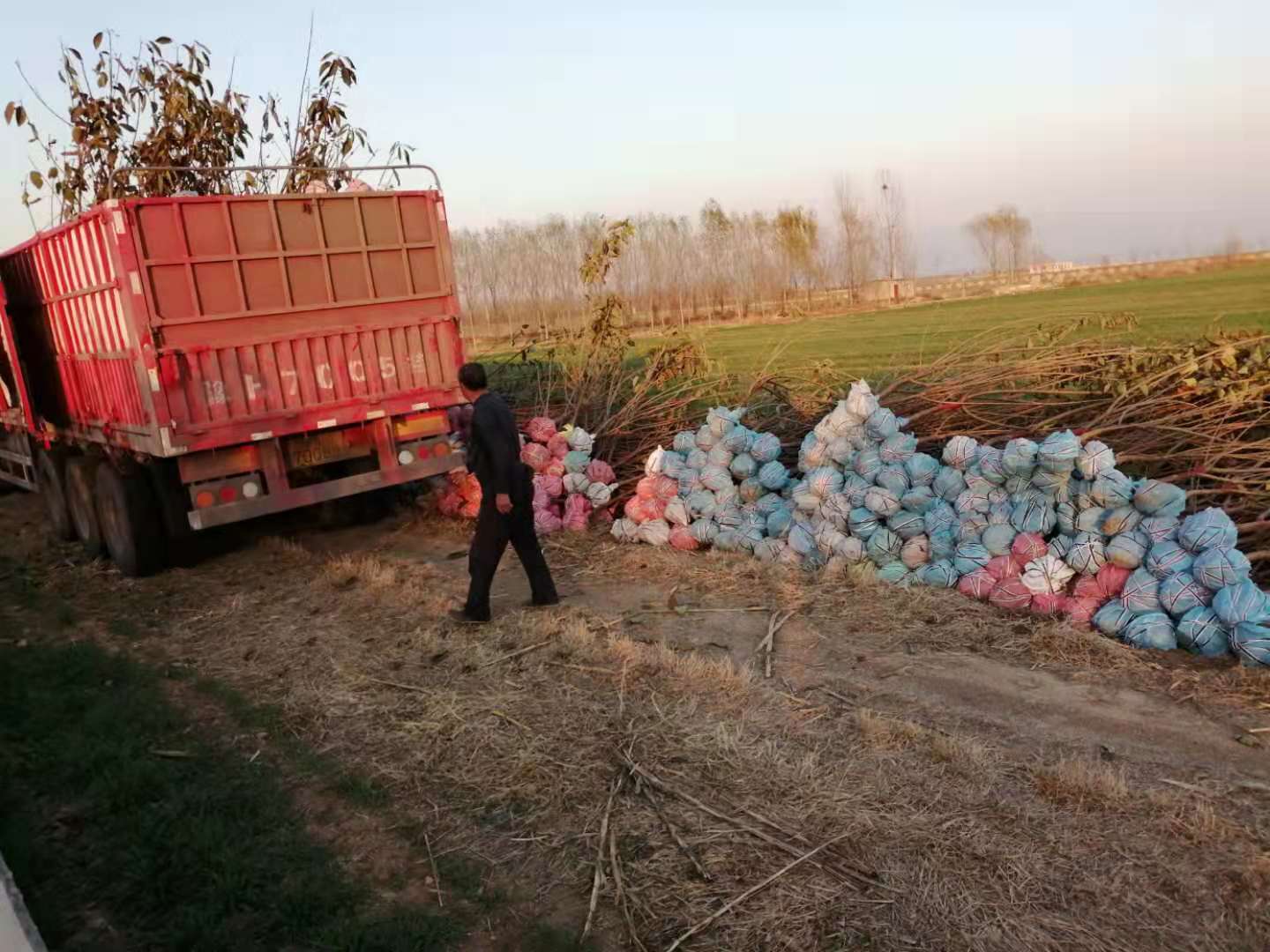保德縣櫻桃樹.櫻桃樹