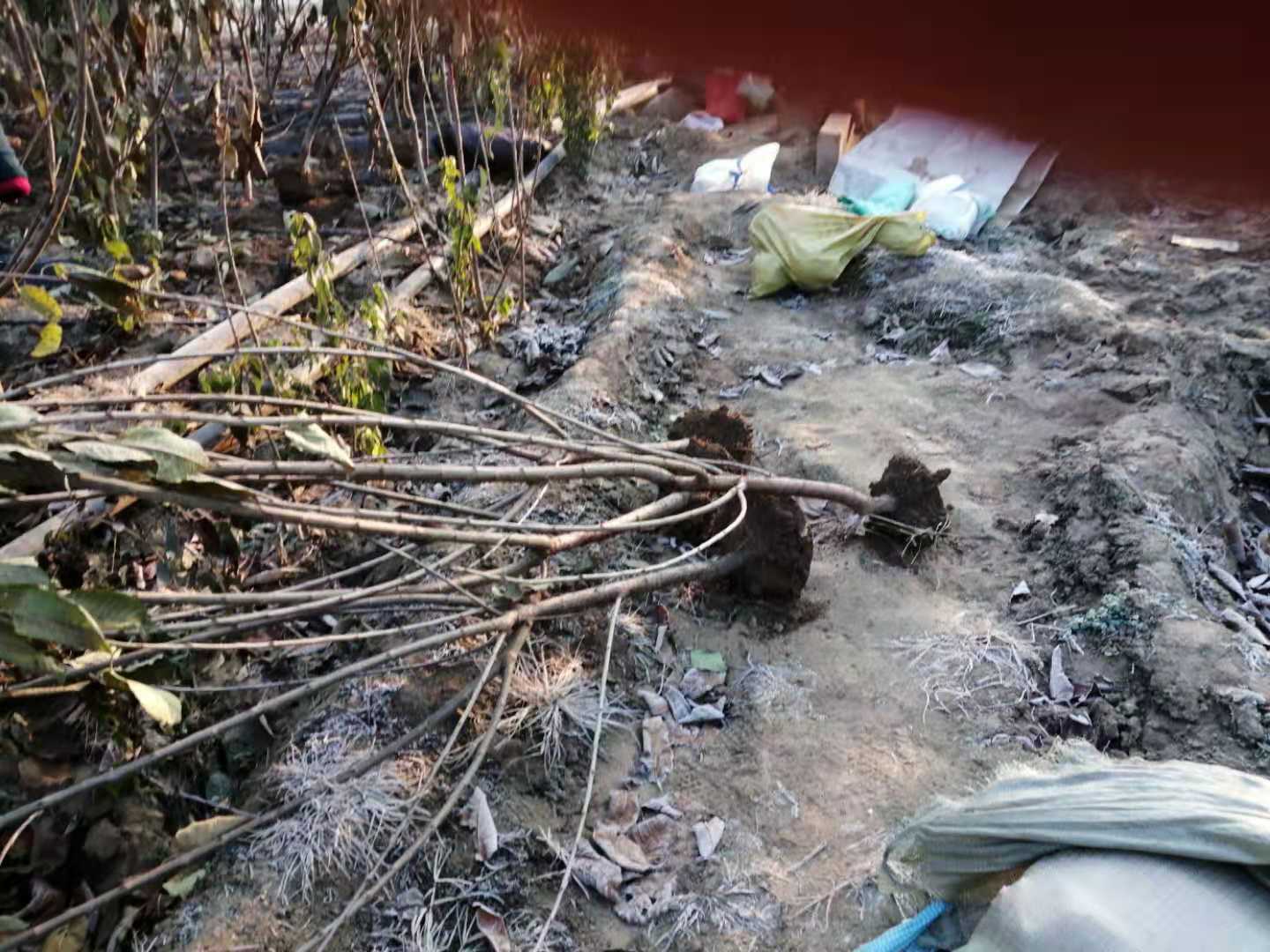 尖草坪區(qū)櫻桃樹.櫻桃樹
