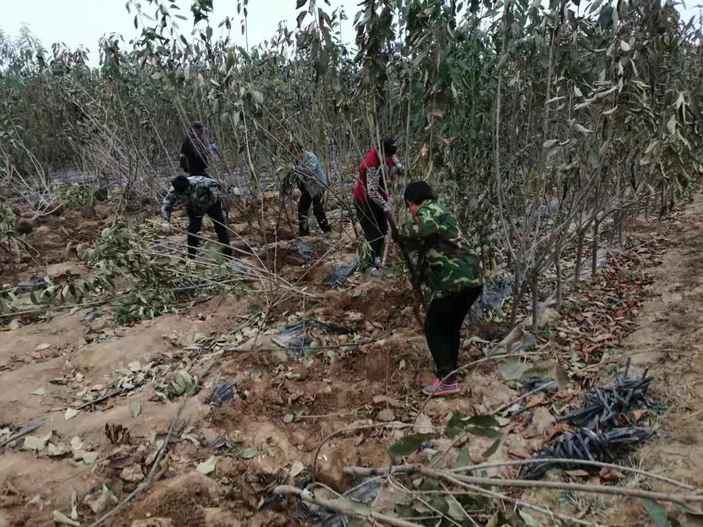 尖草坪區(qū)櫻桃樹.櫻桃樹