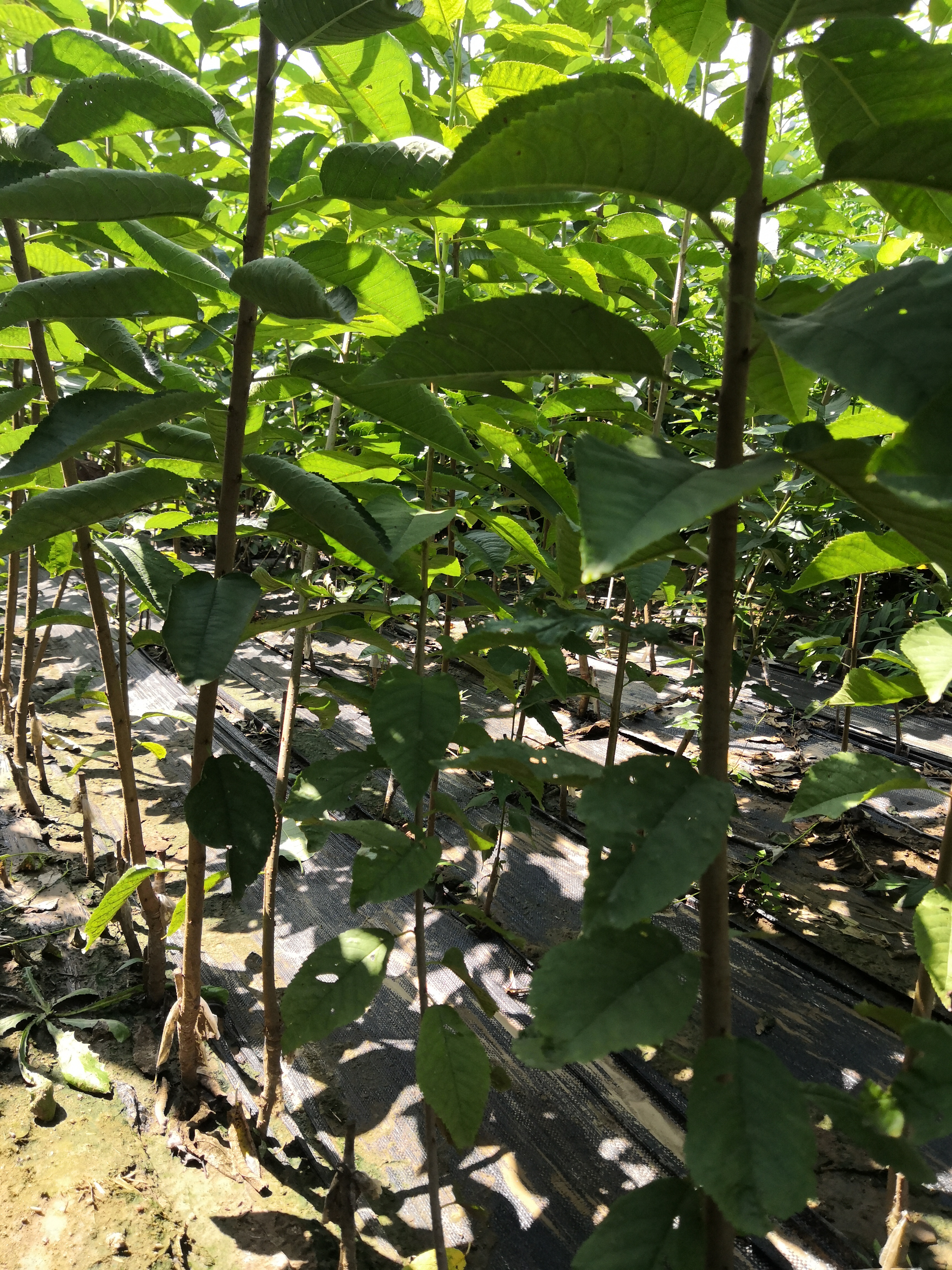 一公分櫻桃樹.一公分櫻桃樹