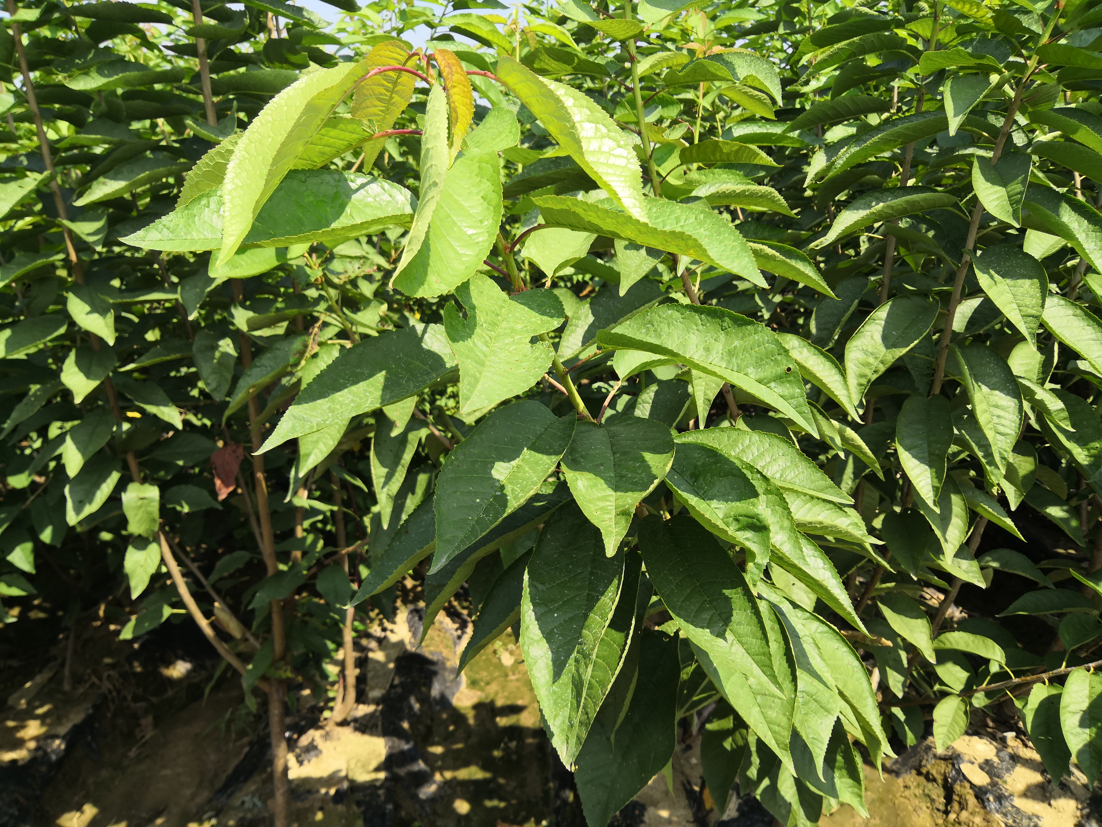 樂業(yè)縣櫻桃樹.櫻桃樹