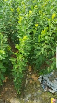內(nèi)蒙古自治赤峰翁牛特旗蜂糖李子苗