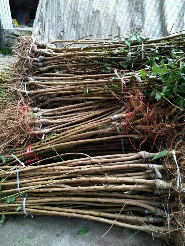 三年中桃9號(hào)樹(shù)苗零售價(jià)