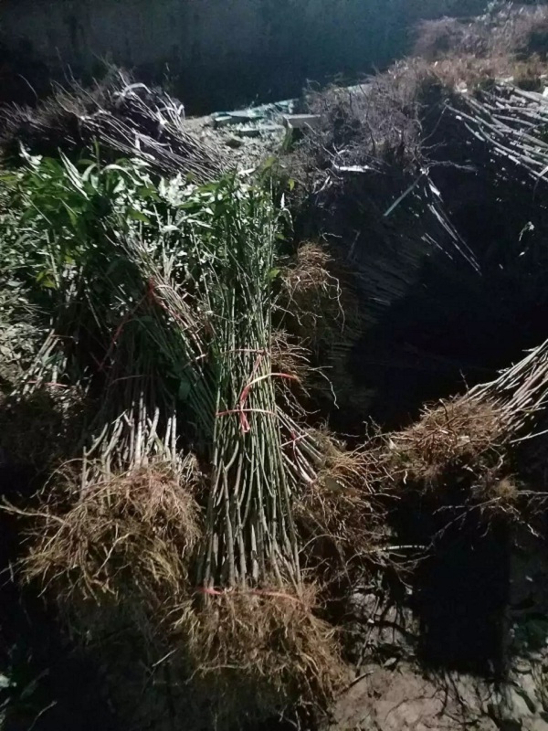 中桃22號(hào)樹(shù)苗