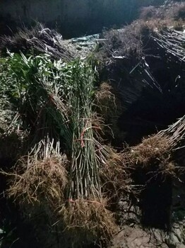一年黃桃樹(shù)掛果率