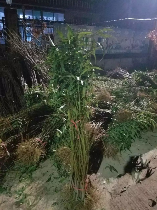 三年中桃9號(hào)樹(shù)苗零售價(jià)