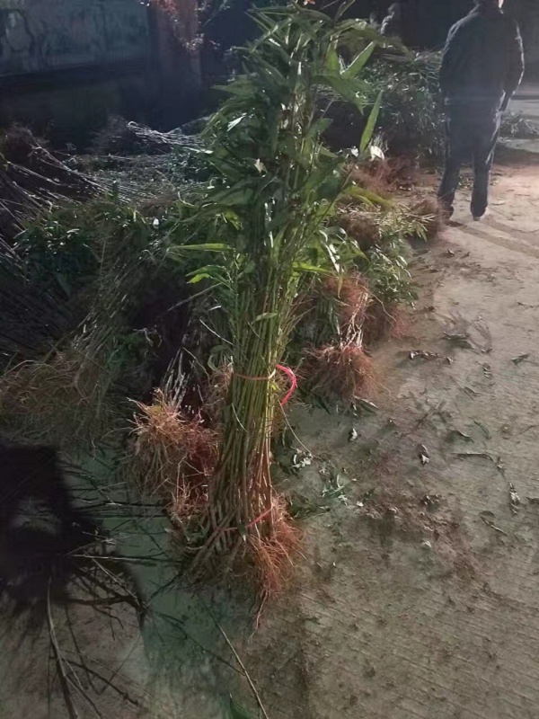 中油六號油桃貓