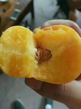 五年中桃10號(hào)樹苗效益
