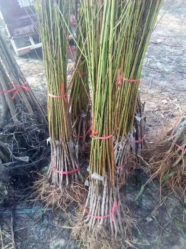 五年中桃5號樹苗占地用苗