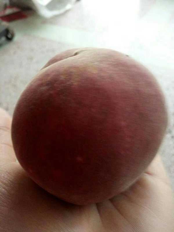 中桃22號(hào)樹(shù)苗