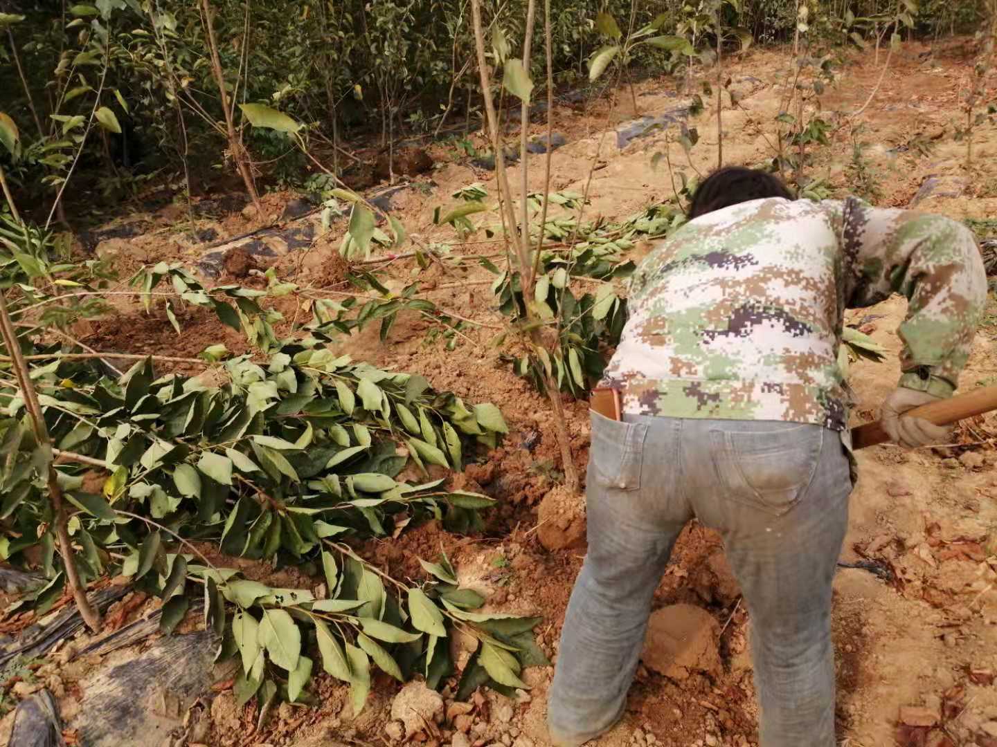 三年櫻桃樹樹苗