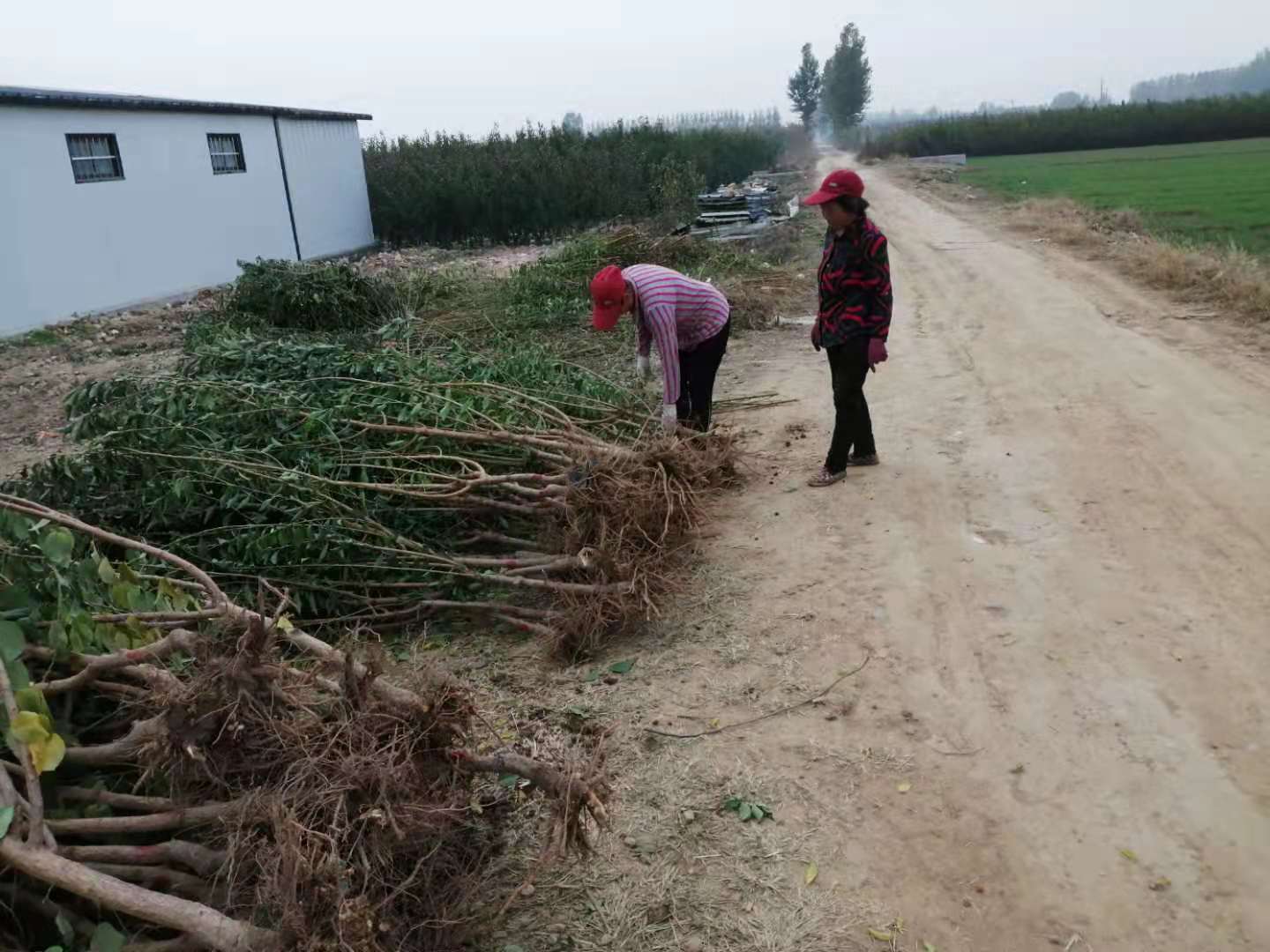 樱桃树修剪