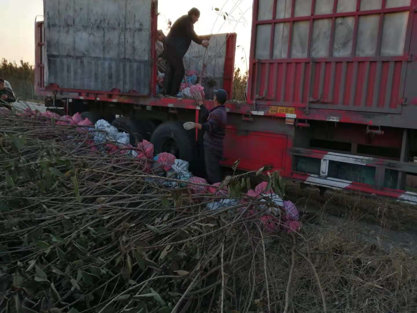 樱桃树修剪