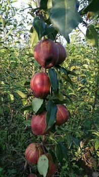 苹果梨梨树苗丶苹果梨梨树苗单棵