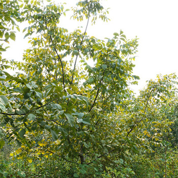 苏州核桃树丶核桃树基地