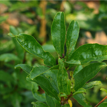 山东石榴苗种植盆栽大红甜石榴苗种植