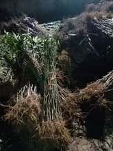 山东油桃树苗嫁接油桃苗占地苗图片