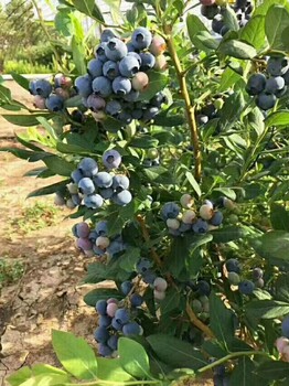 结果蓝莓苗、二年灿烂蓝莓苗、结果蓝莓苗春季种植