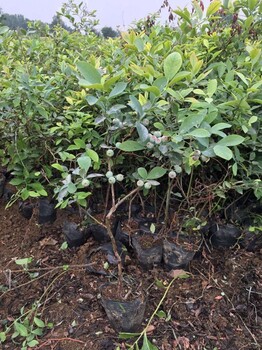 小蓝莓树苗、春季种植斯巴坦蓝莓苗、小蓝莓树苗