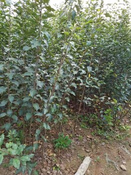 藤木一號(hào)蘋果苗圖片藤木一號(hào)蘋果苗