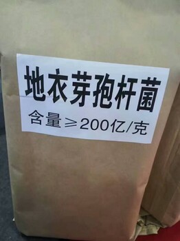 菌種——地衣芽孢桿菌