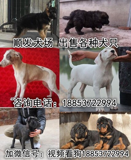 南京市养狗场电话纯种罗威纳价格