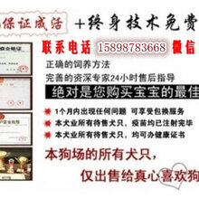 兴山县马犬哪里有卖的图片