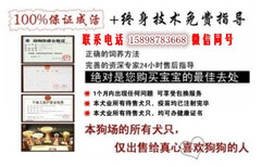 东山县纯种马犬价格图片2
