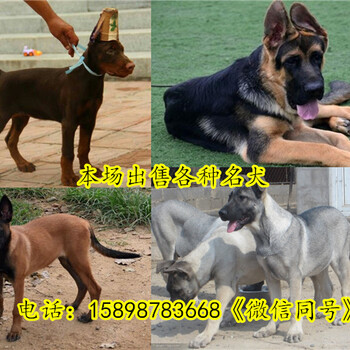 临泉县出售马犬幼犬
