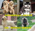 靖远县最好的马犬多少钱图片
