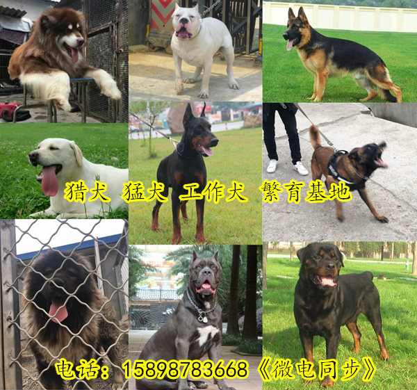 常山县哪里有马犬卖基地