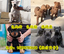 淳化县出售马犬幼犬